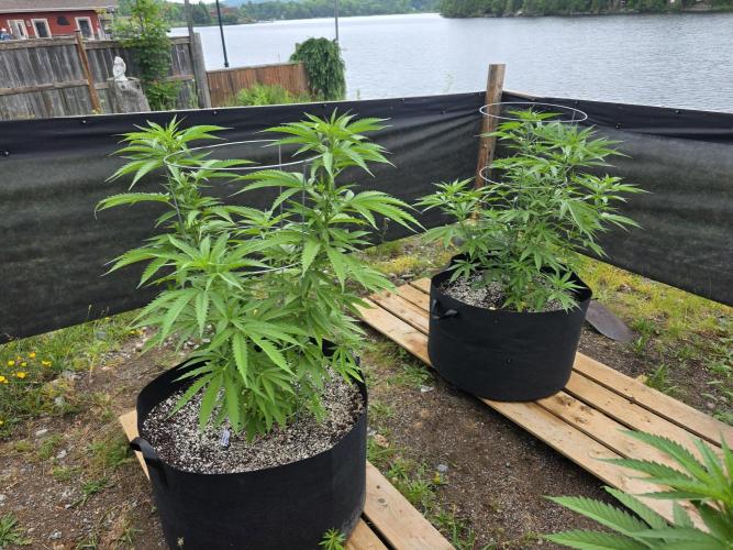 2026 Outdoor Grow. Week 12