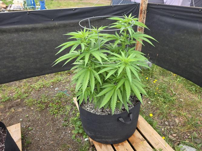 2026 Outdoor Grow. Week 12