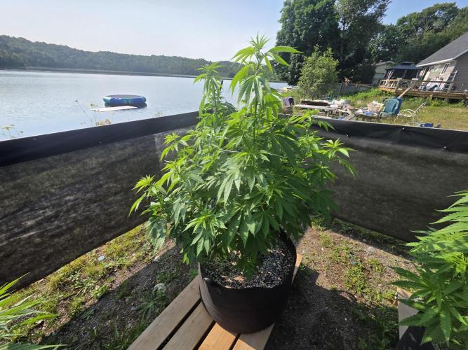 2026 Outdoor Grow. Week 13 - Pure kush