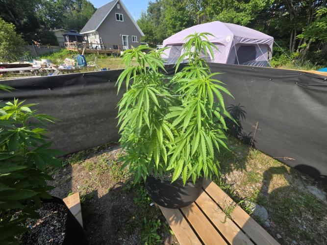 2026 Outdoor Grow. Week 13 - Critical Killer 