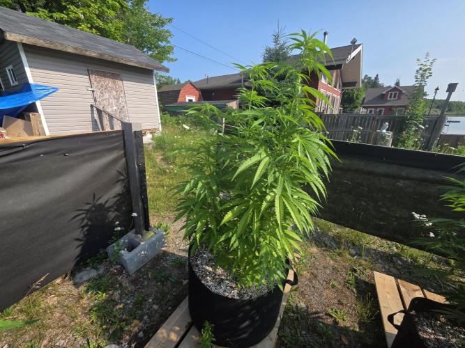 2026 Outdoor Grow. Week 13 - Critical Killer 
