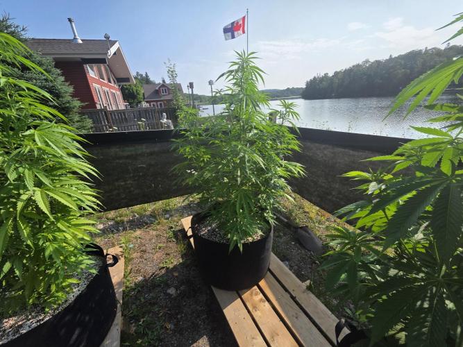 2026 Outdoor Grow. Week 13 - Sex Bud