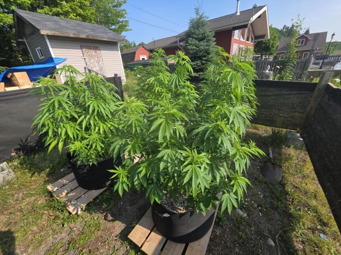 2026 Outdoor Grow. Week 13 - Pure kush