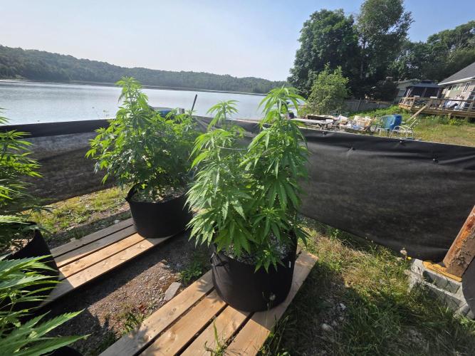 2026 Outdoor Grow. Week 13 - Critical Killer 