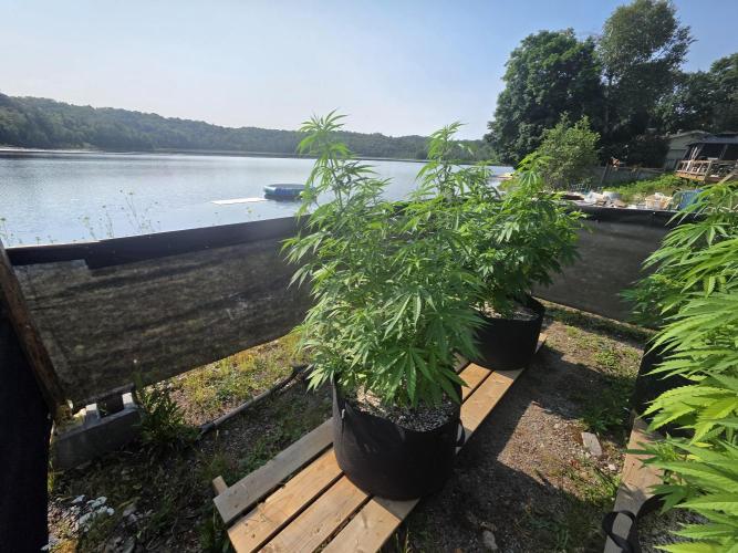 2026 Outdoor Grow. Week 13 - Sex Bud 