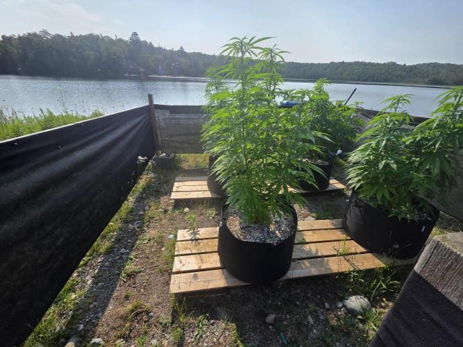 2026 Outdoor Grow. Week 13 - Critical Killer 