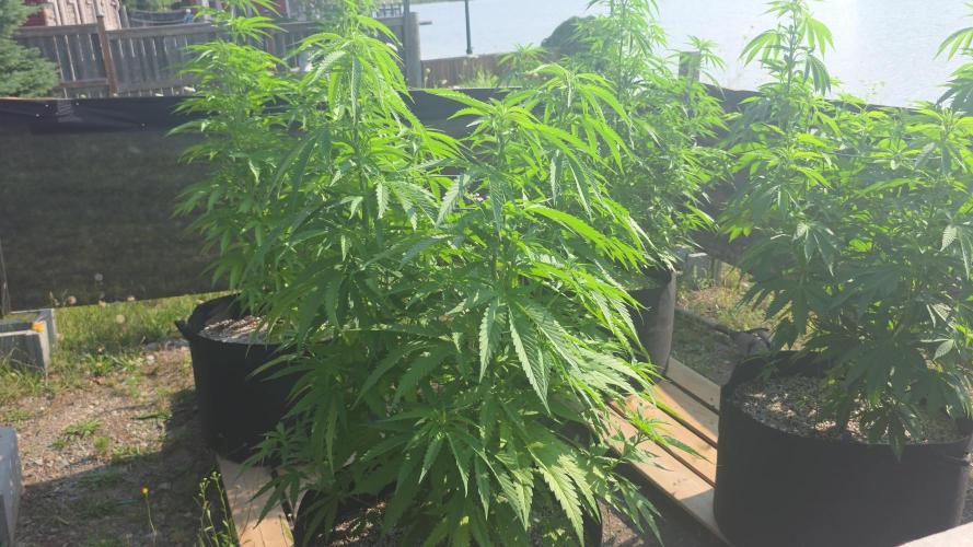 2026 Outdoor Grow