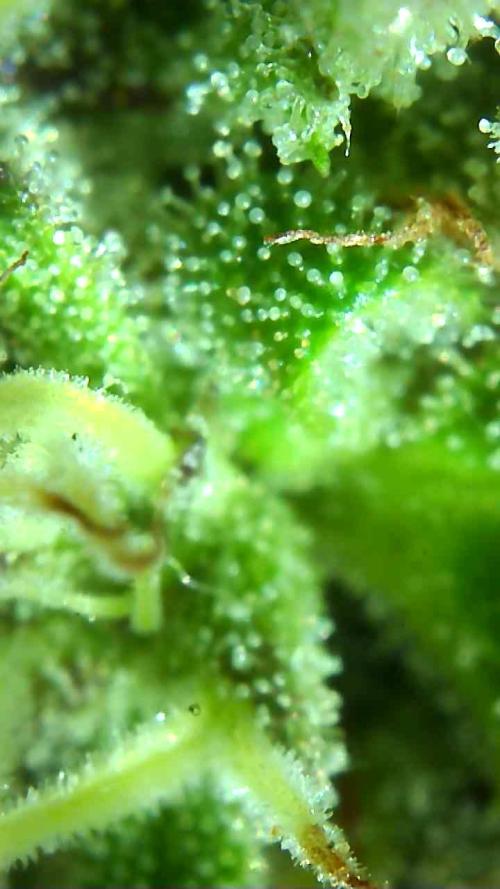 2026 Outdoor Grow. Week 16 - Sexbud