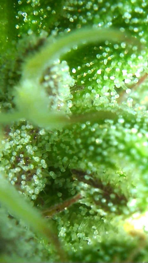 2026 Outdoor Grow. Week 16 - Sexbud