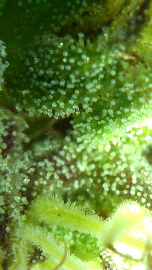 2026 Outdoor Grow. Week 16 - Sexbud