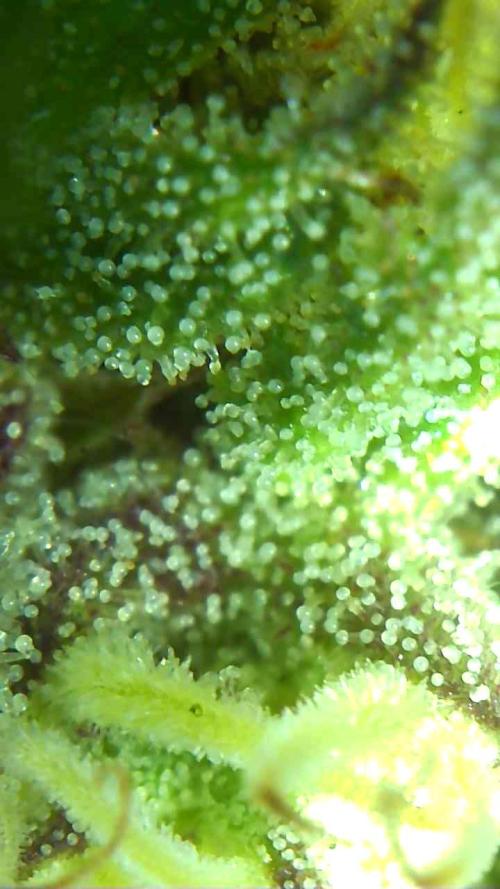2026 Outdoor Grow. Week 16 - Sexbud