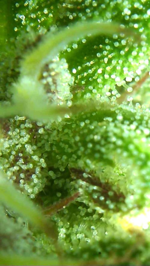 2026 Outdoor Grow. Week 16 - Pure kush