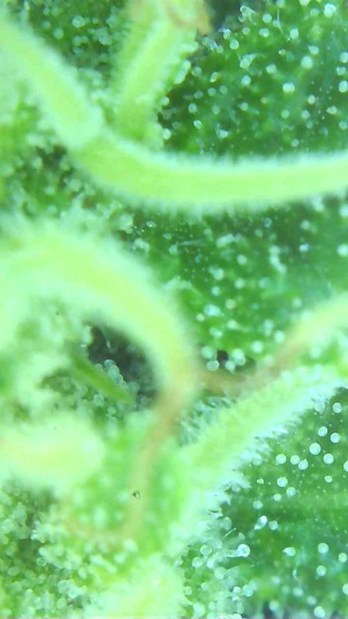 2026 Outdoor Grow. Week 16 - Critical killer 