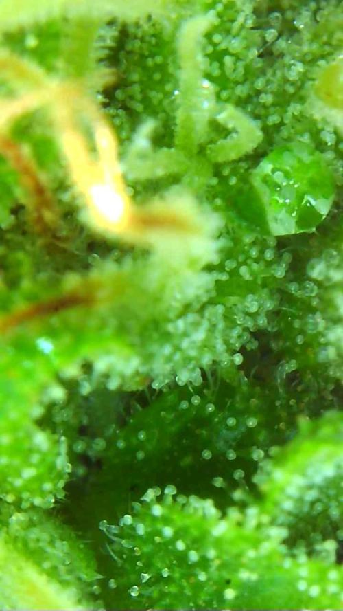 2026 Outdoor Grow. Week 16 - Critical killer 