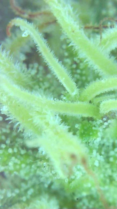 2026 Outdoor Grow. Week 16 - Critical killer 