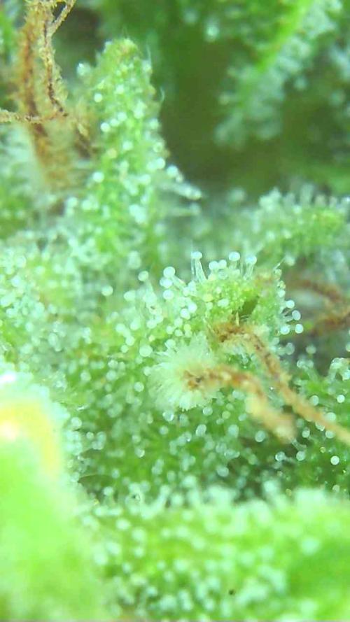 2026 Outdoor Grow. Week 16 - Critical killer 