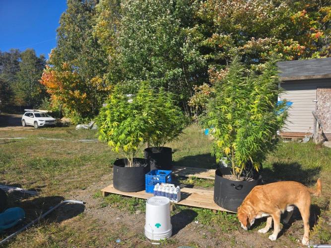 2026 Outdoor Grow. Week 16 - All three