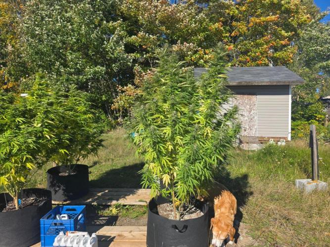 2026 Outdoor Grow. Week 16 - Sexbud