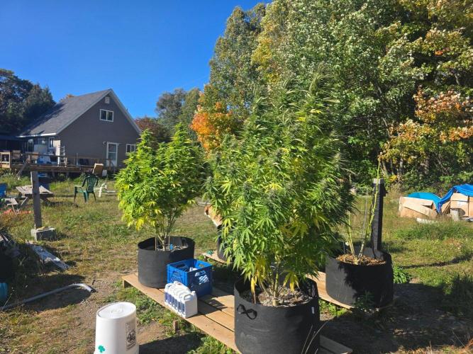 2026 Outdoor Grow. Week 16 - Sexbud