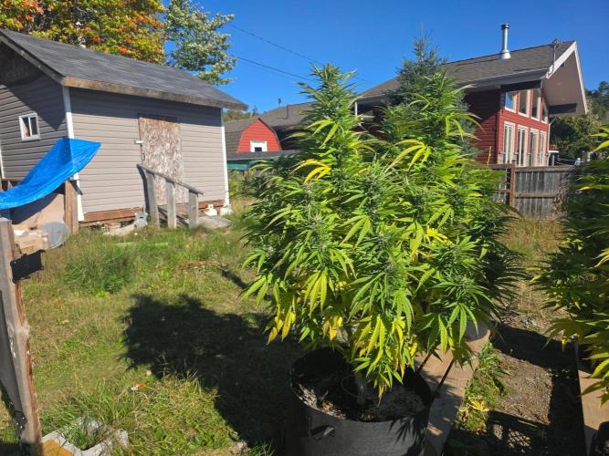 2026 Outdoor Grow. Week 16 - Critical killer 
