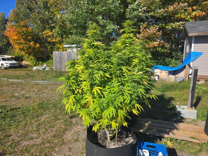 2026 Outdoor Grow. Week 16 - Pure kush