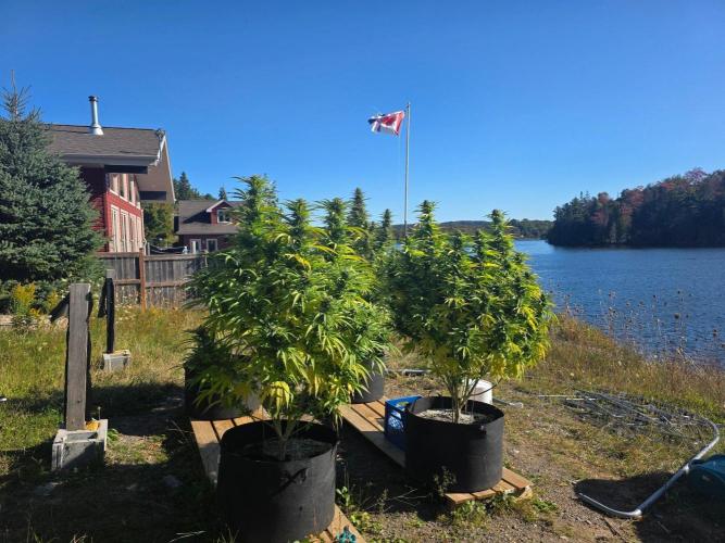2026 Outdoor Grow. Week 16 - All three