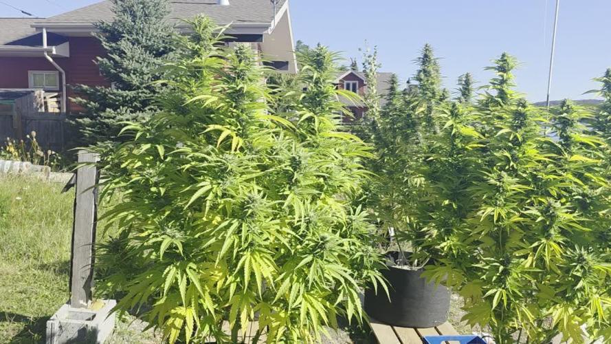 2026 Outdoor Grow