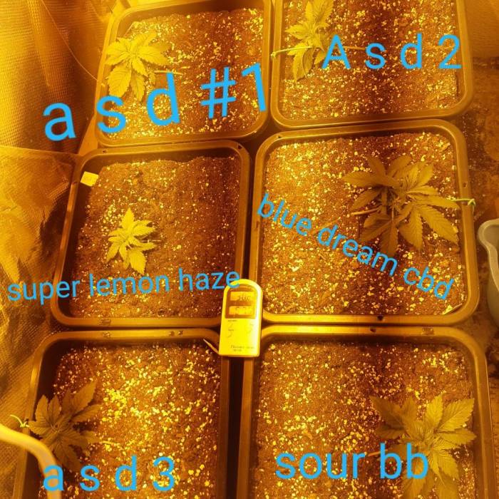 SATIVA DOMINANT INDOOR GROW. Week 2