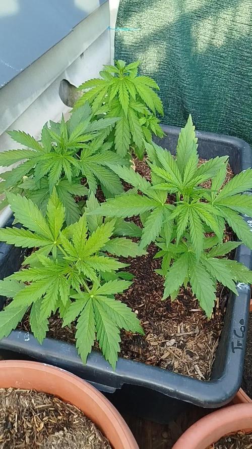 3 Apple fritter Auto Outdoor