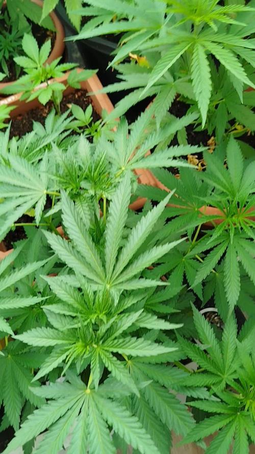 1 late Apple fritter Auto Outdoor