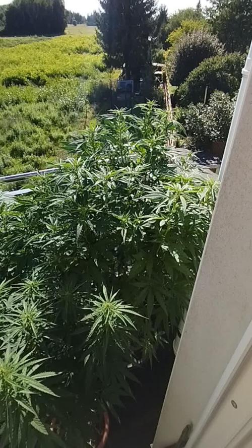 2025 german balkony part2