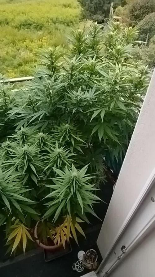 2025 german balkony part2