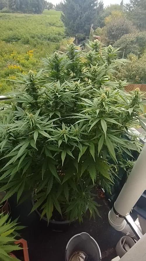 2025 german balkony part2