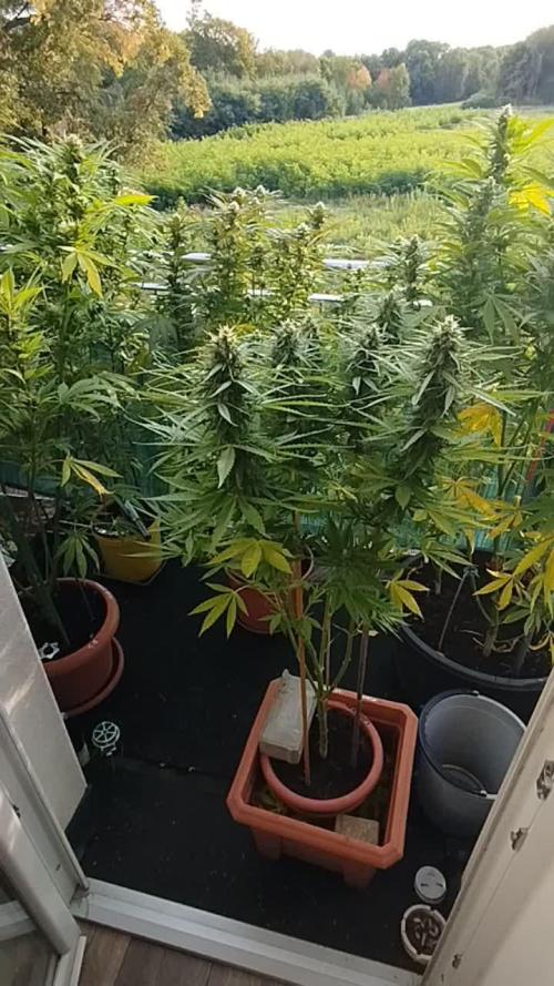 2025 german balkony part2