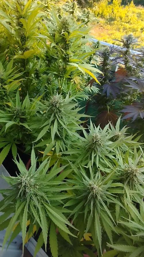 2025 german balkony part2