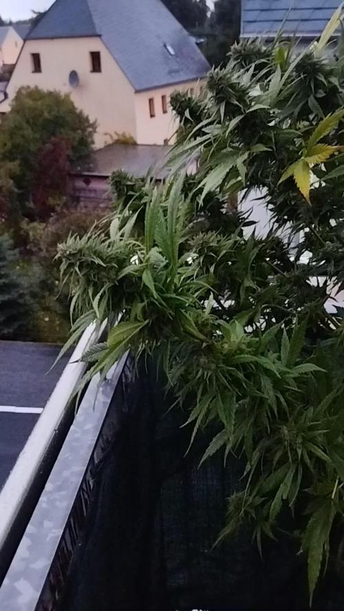 2025 german balkony part2