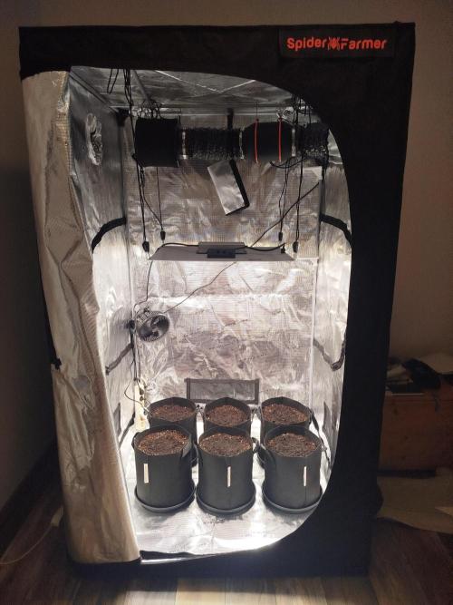 First Indoor grow. Week 0