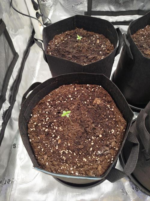 First Indoor grow. Week 1