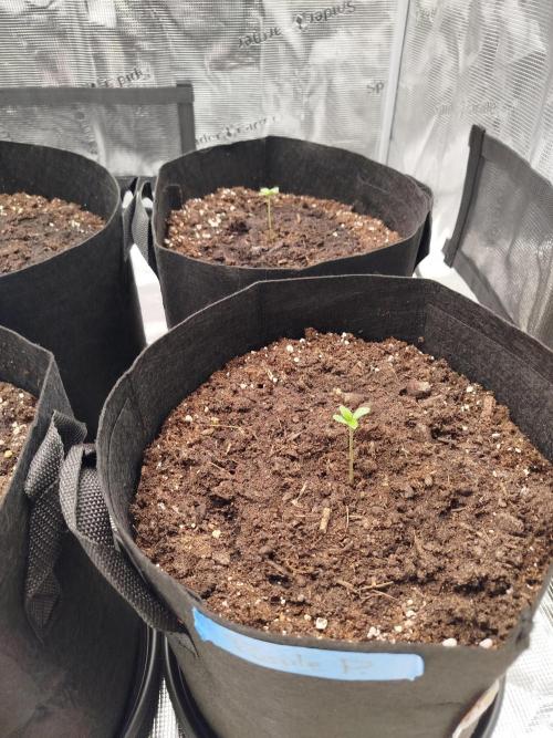 First Indoor grow. Week 1