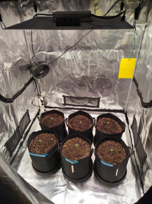 First Indoor grow. Week 1