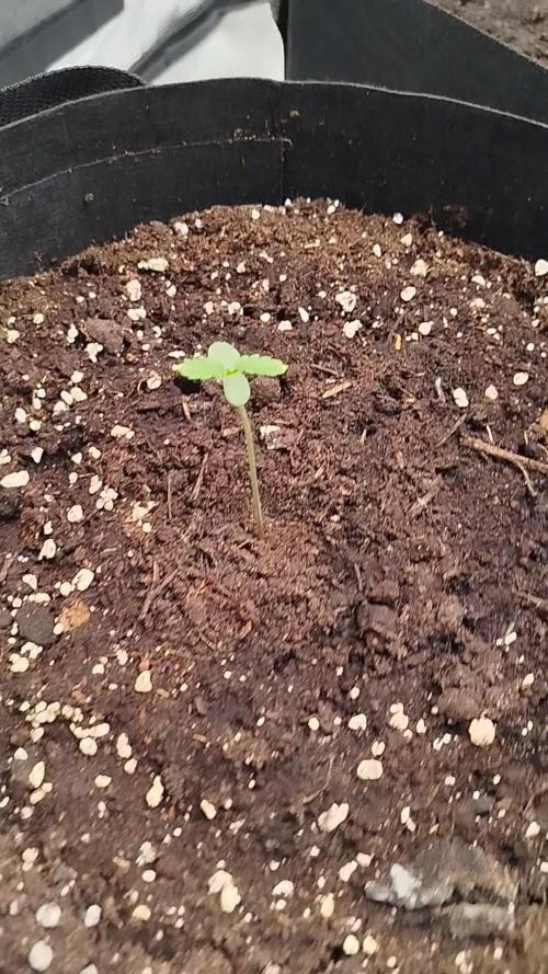 First Indoor grow