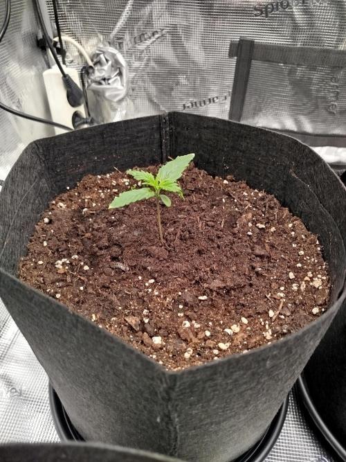 First Indoor grow. Week 2 - Strawberry banana Auto 