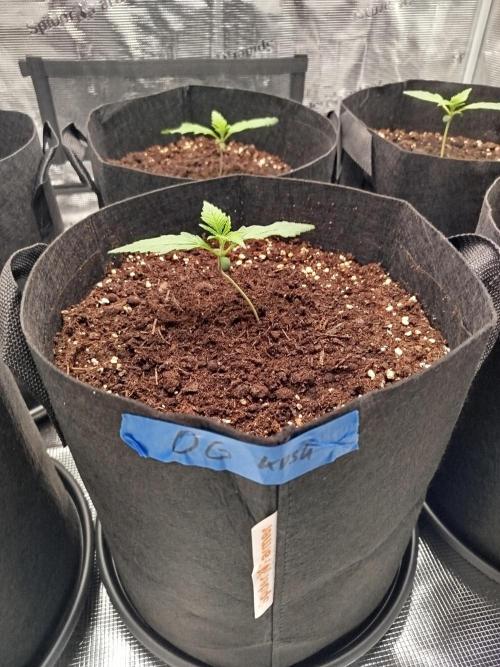 First Indoor grow. Week 2 - Og kush Auto 