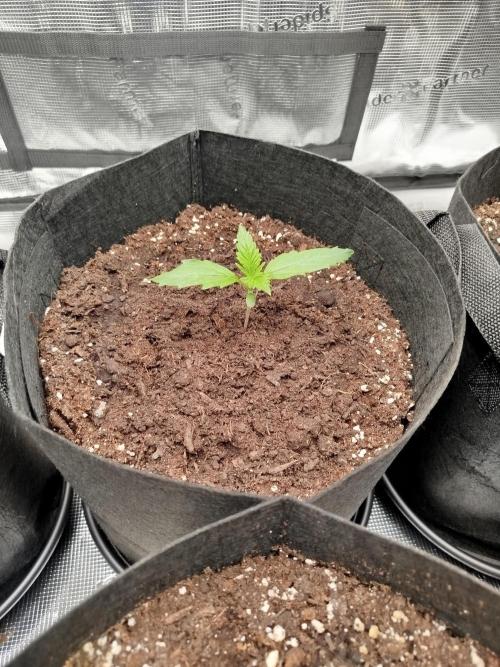 First Indoor grow. Week 2 - Og kush Auto 