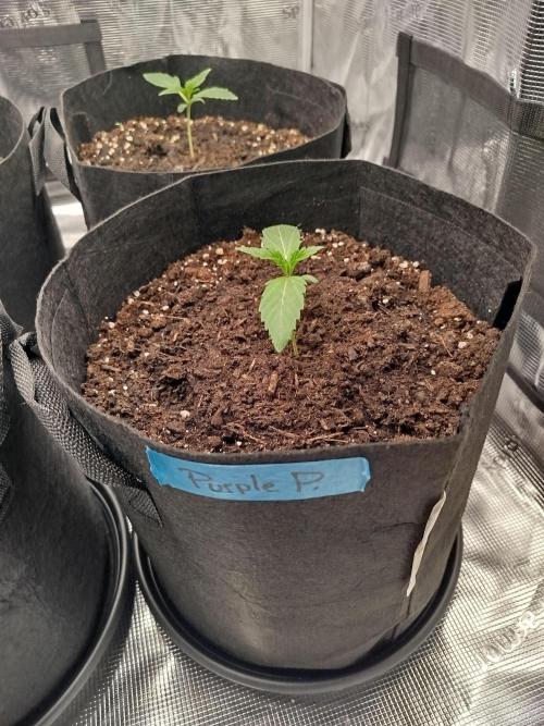 First Indoor grow. Week 2 - Purple Punch Auto 