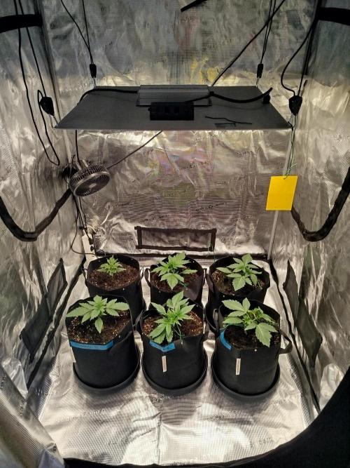 First Indoor grow. Week 3