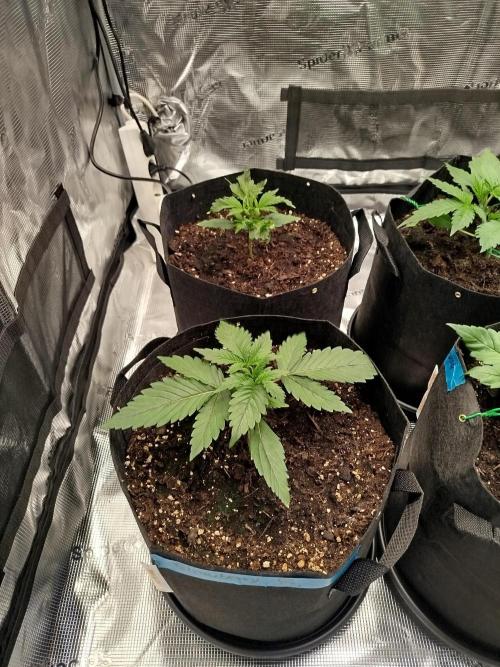 First Indoor grow. Week 3
