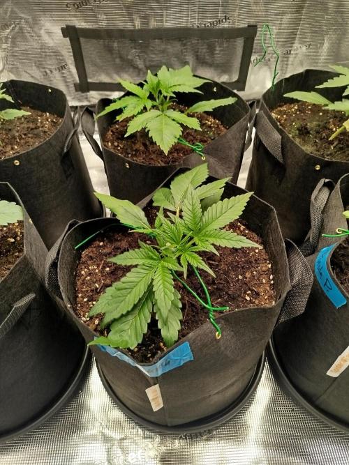 First Indoor grow. Week 3