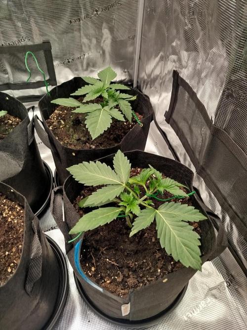 First Indoor grow. Week 3