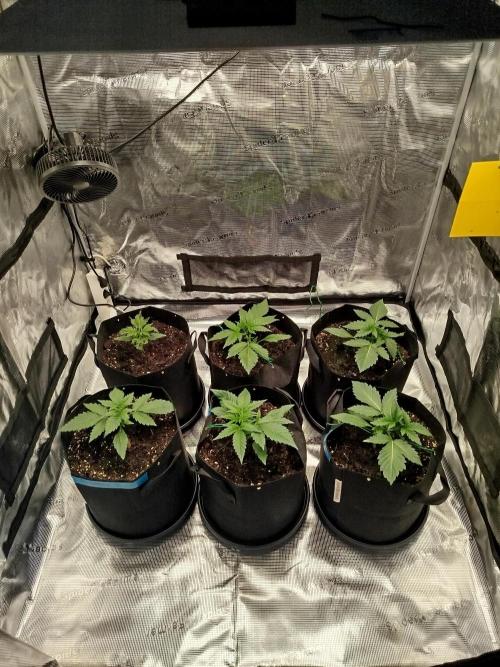 First Indoor grow. Week 3